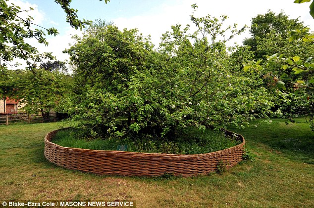 Issac Newton's apple tree